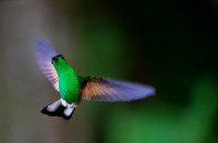 Stripe-tailed Hummingbird