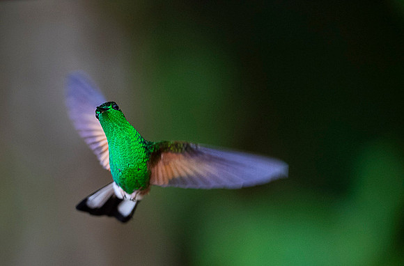 Stripe-tailed Hummingbird