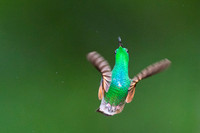 Stripe-tailed Hummingbird