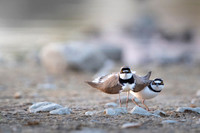Little Ring Plover / Sieweczka rzeczna
