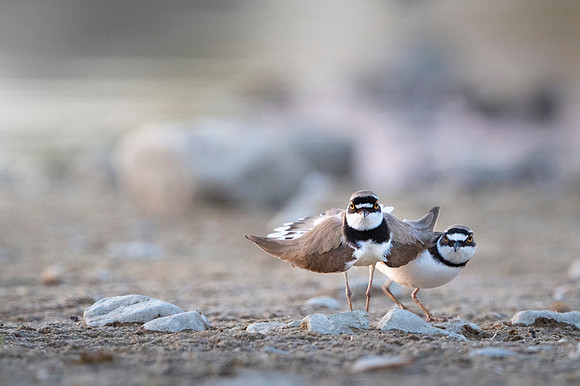 Little Ring Plover / Sieweczka rzeczna