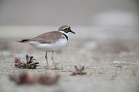 Little Ring Plover / Sieweczka rzeczna