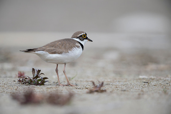 Little Ring Plover / Sieweczka rzeczna