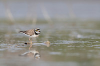 Little Ring Plover / Sieweczka rzeczna