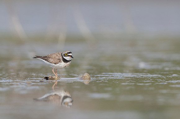 Little Ring Plover / Sieweczka rzeczna