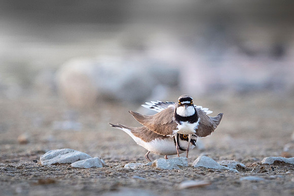 Little Ring Plover / Sieweczka rzeczna
