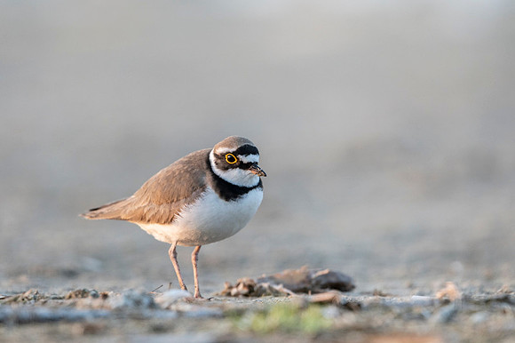 Little Ring Plover / Sieweczka rzeczna