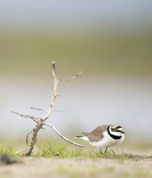 Little Ring Plover / Sieweczka rzeczna