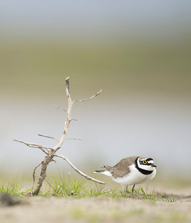 Little Ring Plover / Sieweczka rzeczna