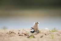 Little Ring Plover / Sieweczka rzeczna