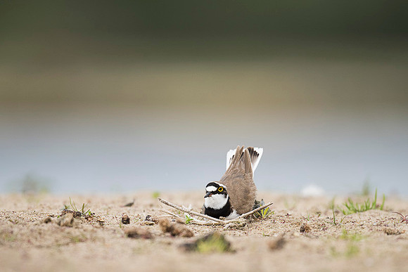 Little Ring Plover / Sieweczka rzeczna