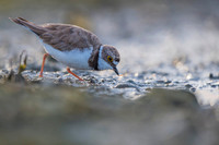 Little Ring Plover / Sieweczka rzeczna