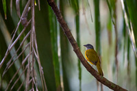 Grey-headed Tanager
