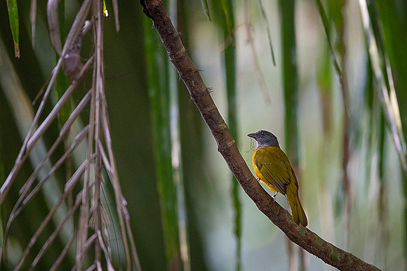 Grey-headed Tanager