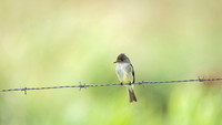 Tropical Pewee