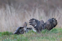 Common Buzzard / Myszołów