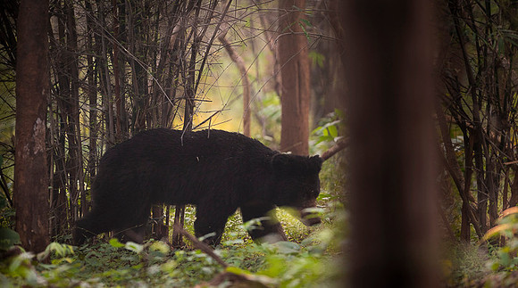 Sloth bear