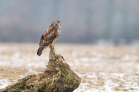 Common Buzzard / Myszołów