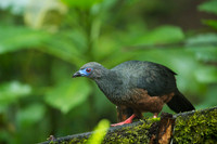 Sickle-winged Guan