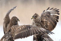 Common Buzzard / Myszołów