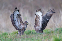 Common Buzzard / Myszołów