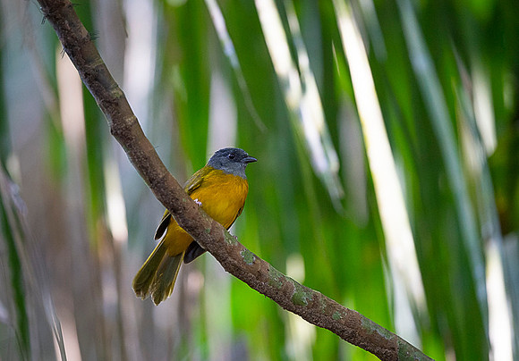 Grey-headed Tanager