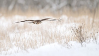 Common Buzzard / Myszołów