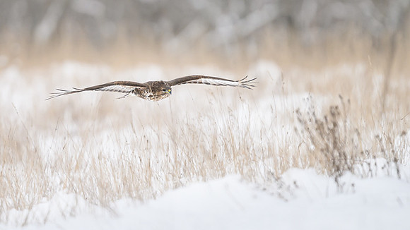 Common Buzzard / Myszołów