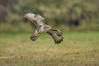 Common Buzzard / Myszołów