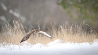 Common Buzzard / Myszołów