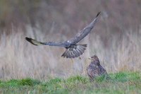 Common Buzzard / Myszołów