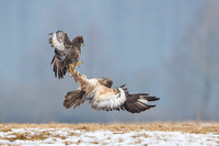 Common Buzzard / Myszołów