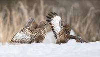 Common Buzzard / Myszołów