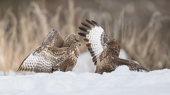 Common Buzzard / Myszołów