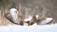 Common Buzzard / Myszołów