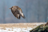 Common Buzzard / Myszołów