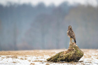 Common Buzzard / Myszołów