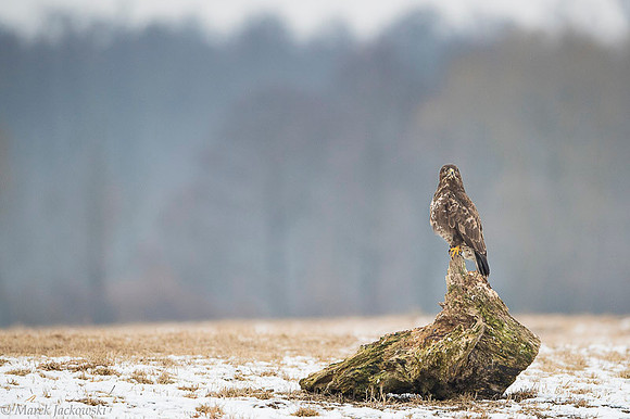 Common Buzzard / Myszołów