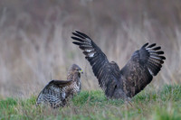 Common Buzzard / Myszołów