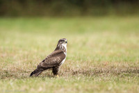 Common Buzzard / Myszołów