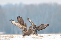 Common Buzzard / Myszołów