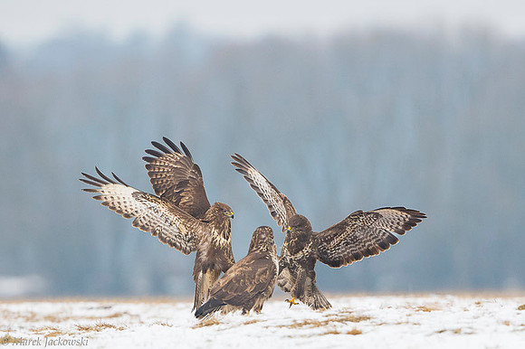Common Buzzard / Myszołów