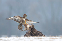 Common Buzzard / Myszołów