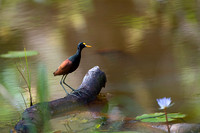 Northern Jacana