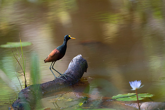 Northern Jacana