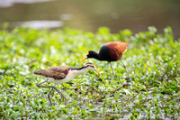 Northern Jacana