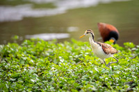 Northern Jacana