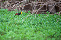 Northern Jacana