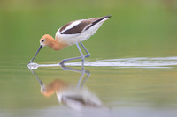 American avocet