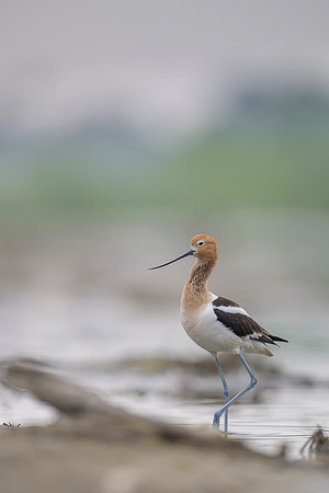American avocet